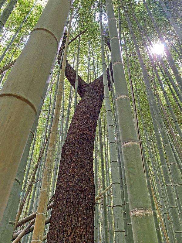 06-14 Cherry tree in Moso bamboo forest i7815