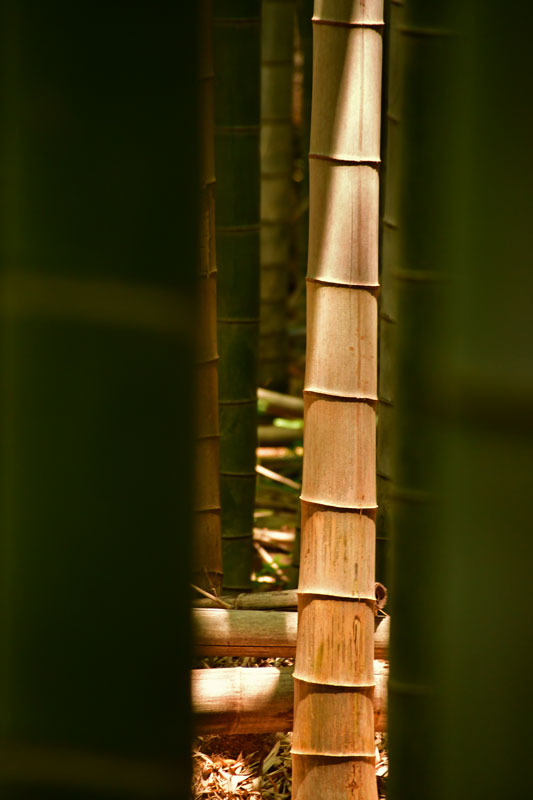 06-18 Moso bamboo i3305