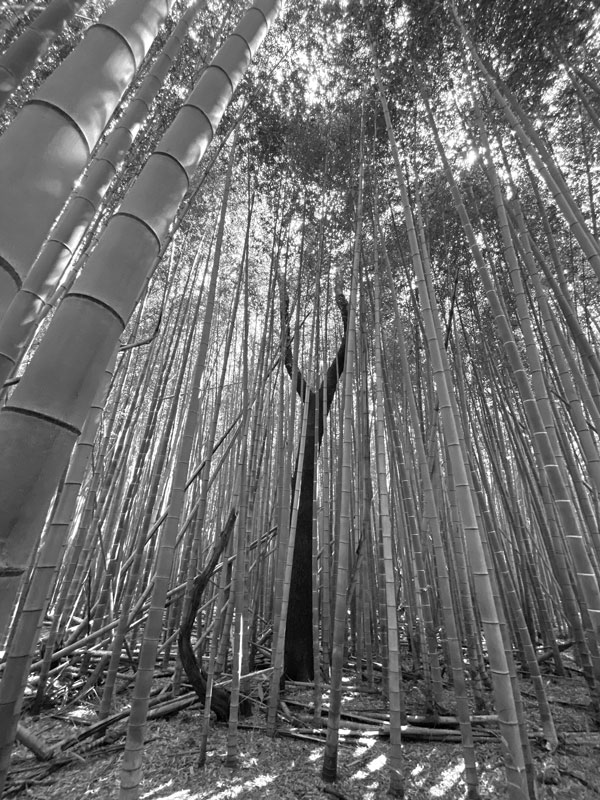 06-14 Cherry tree in Moso bamboo stand i7814