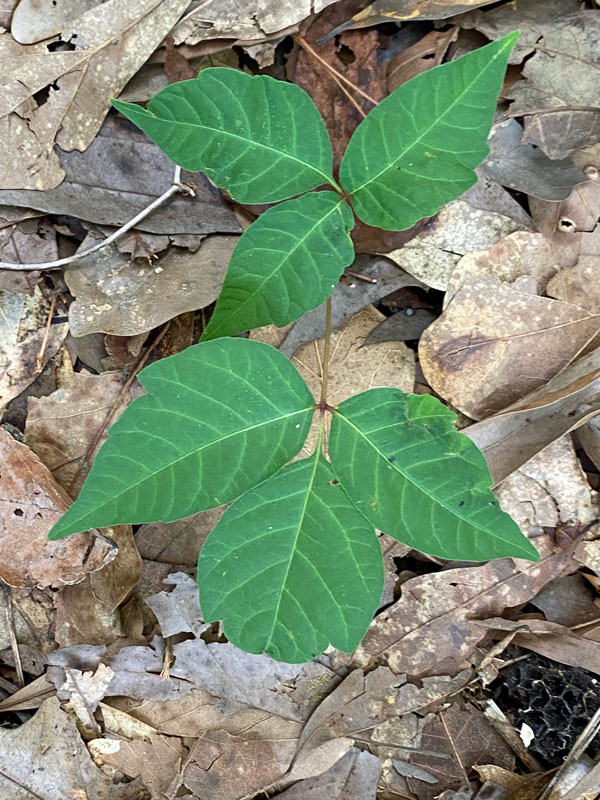 08-23 Poison ivy i8142