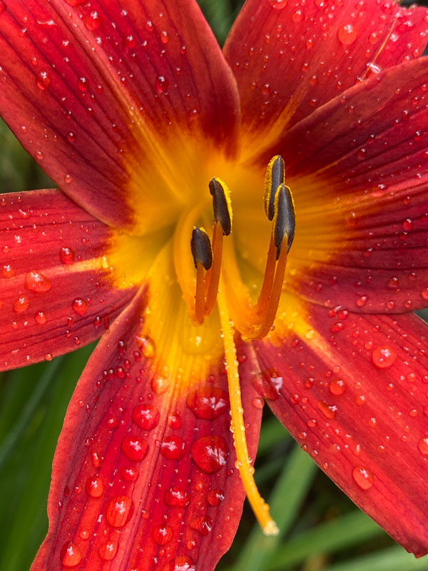 06-20 Daylily i8073