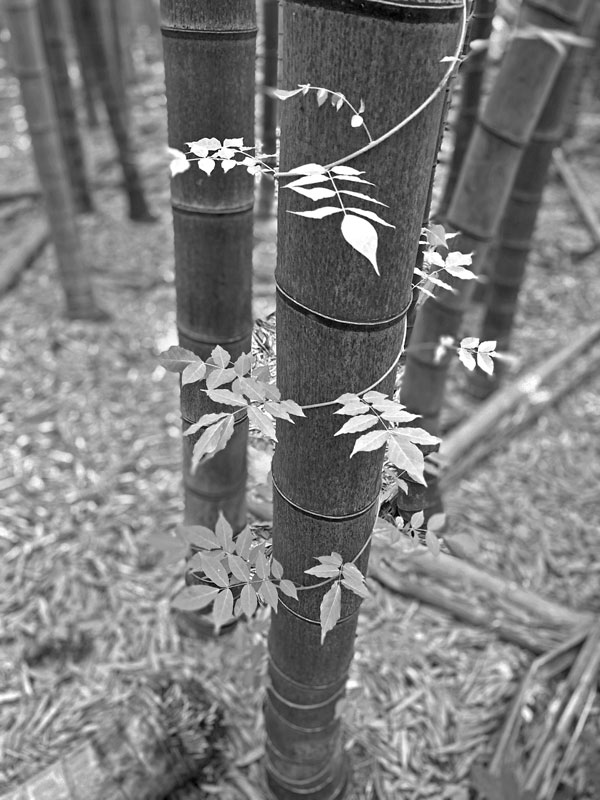 06-14 Trumpet vine on Moso bamboo iE7846bw