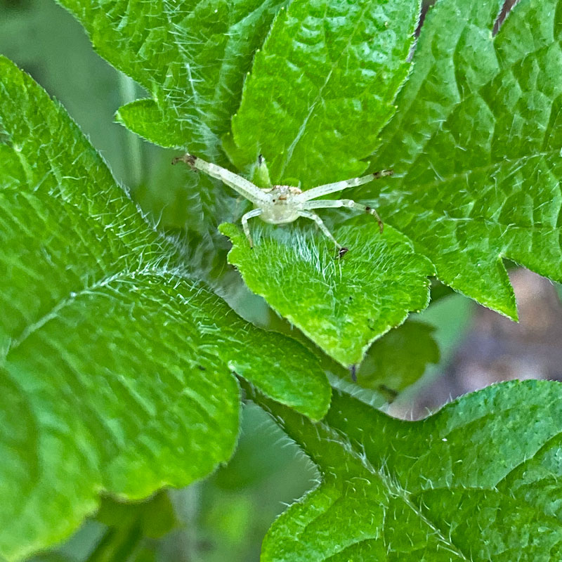 06-26 Crabby spider i8341