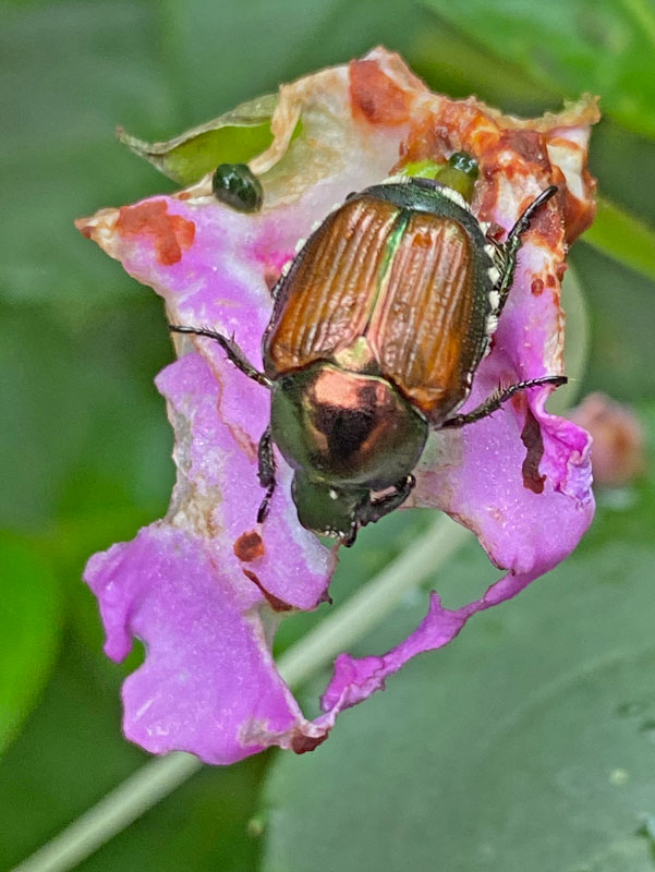 06-30 Japanese beetle i8439hcr