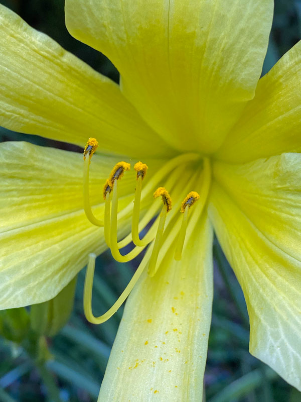 06-26 Daylily i8338