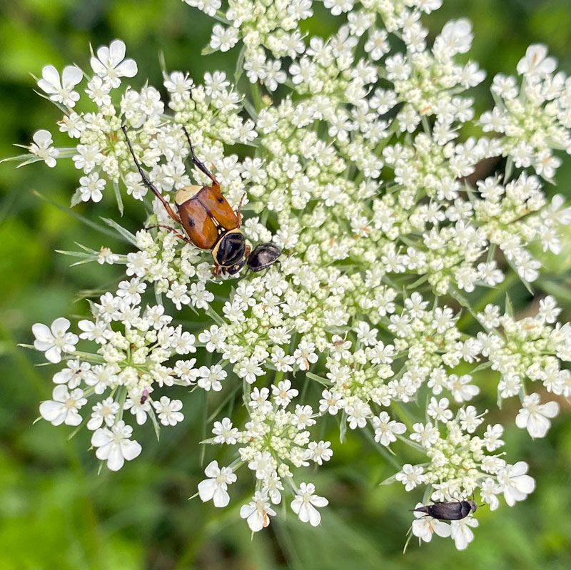 07-10 Delta flower beetle and Ebony bug on Queen Anne's lace i8944sq