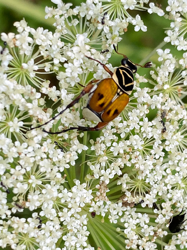 07-10 Delta flower beetle on Queen Anne's lace i8945vhcr