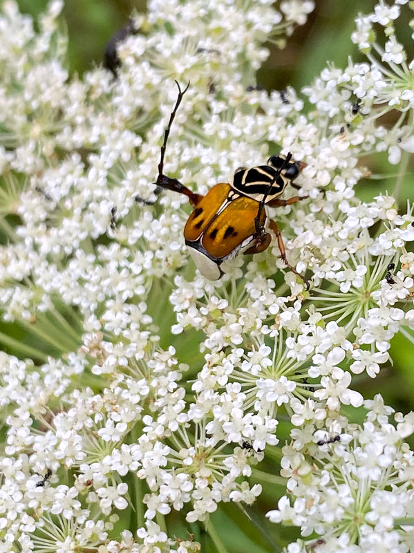 07-10 Delta flower beetle on Queen Anne's lace - Defensive posture - i8950vhcr
