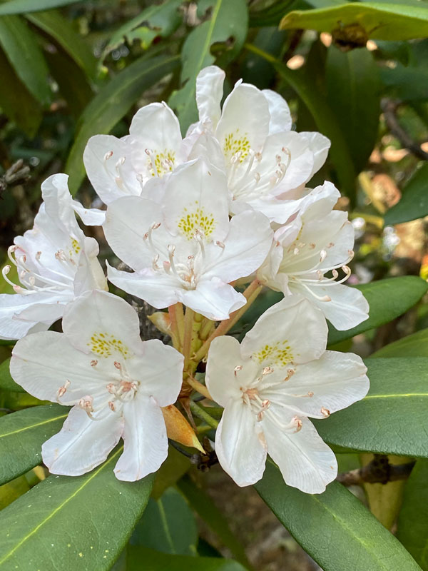 07-01 Rhododendron i8483