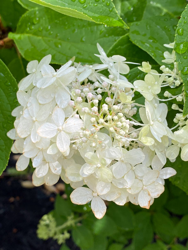 07-02 Hydrangea i8527