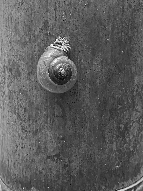 06-18 Snail on Moso bamboo i8029bw