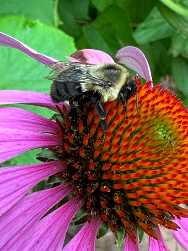 07-19 Bumble bee i9264