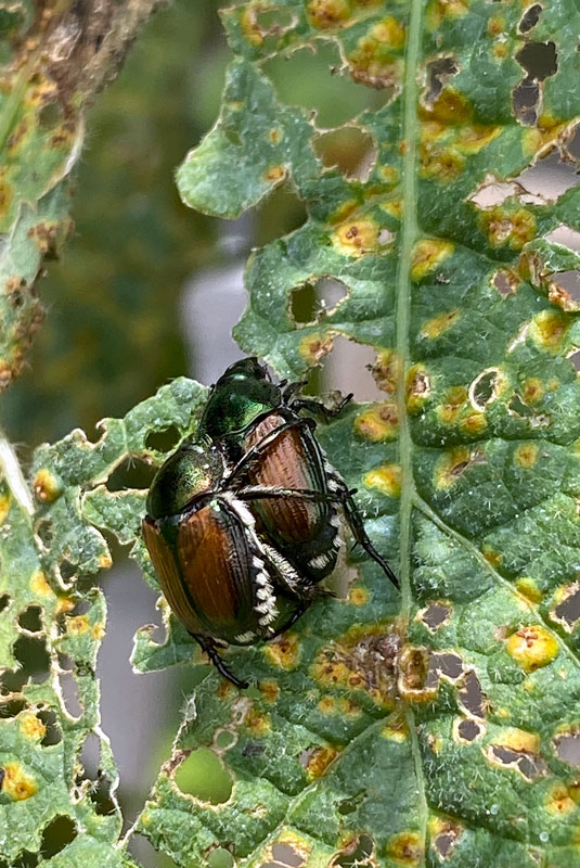 06-27 Japanese beetles mating i1313