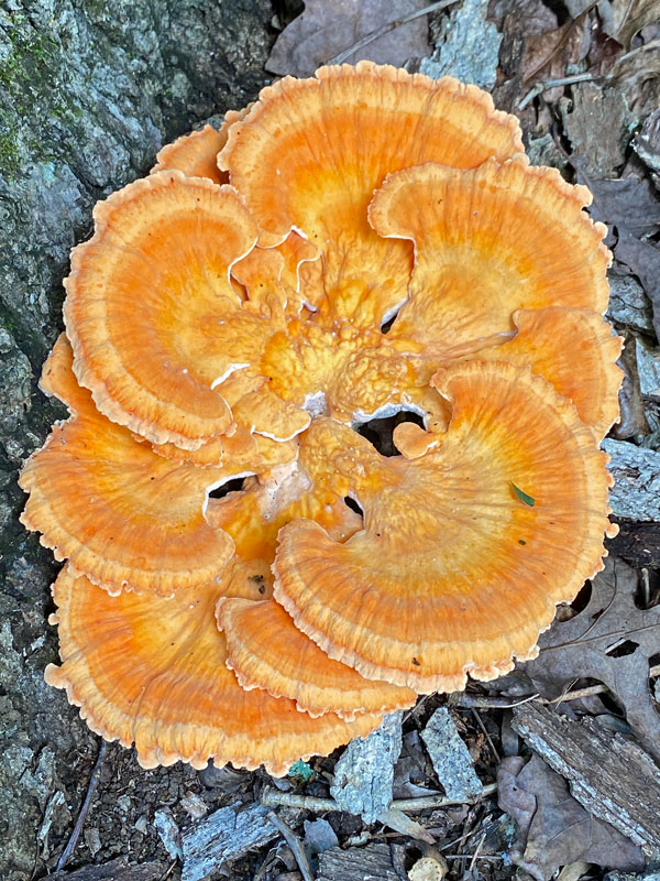 07-06 Chicken of the woods i8837
