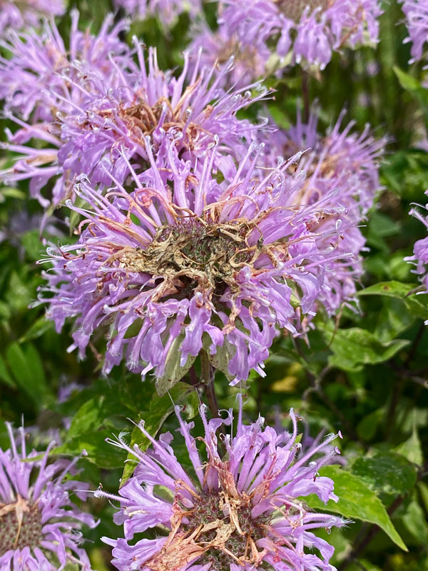 06-27 Bee balm i1322