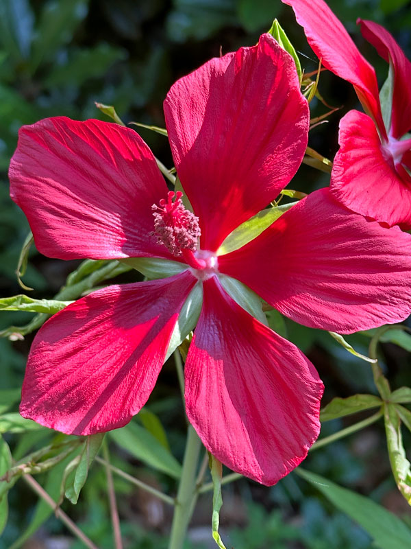 07-15 Swamp hibiscus i9134