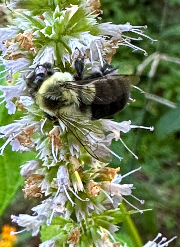 07-26 Bumblebee i9438cr