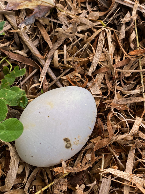 06-27 Discarded egg i1327