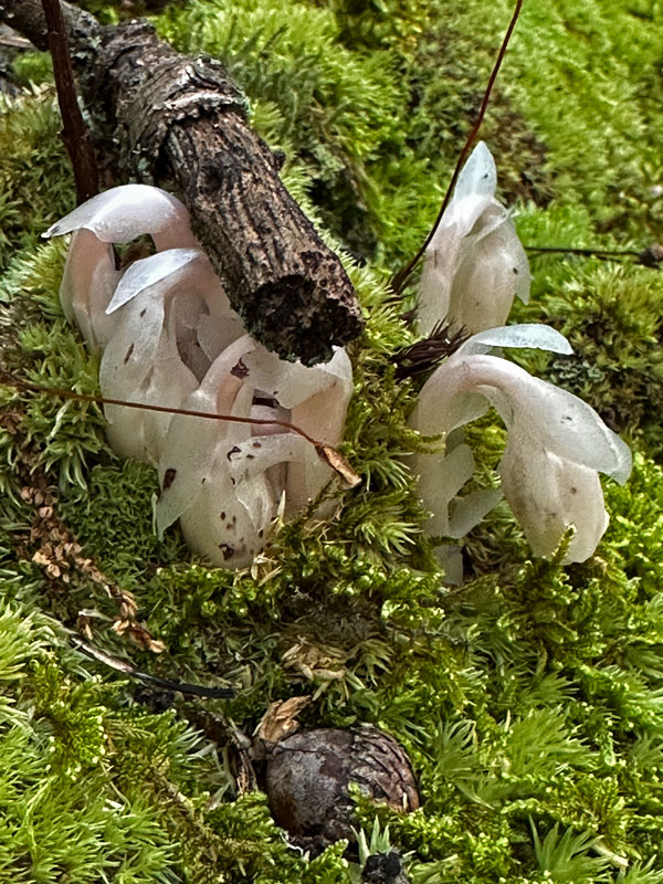 07-25 Indian pipes or ghost plant i9407