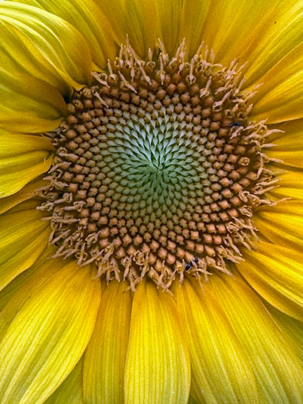 07-19 Sunflower i9274