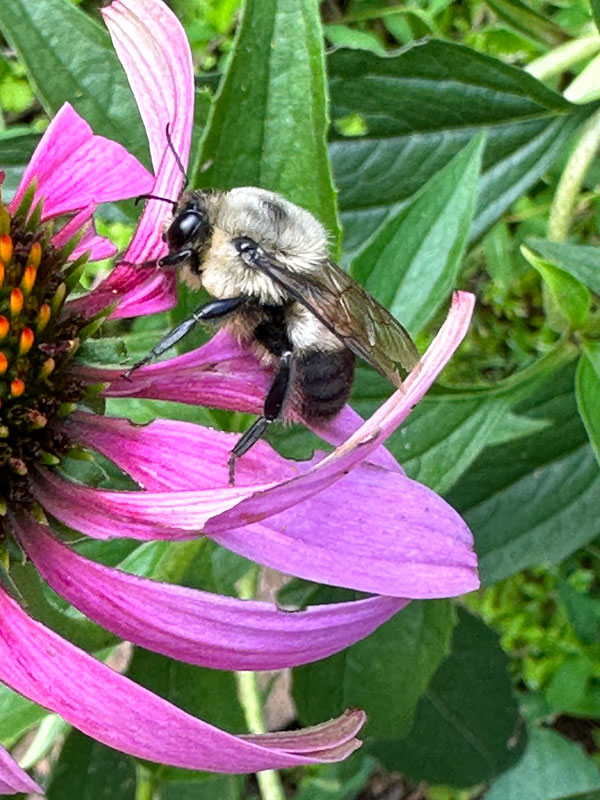 07-19 Bumblebee i9266