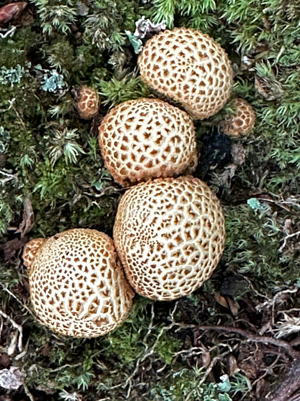 07-25  Puffball mushrooms i9402