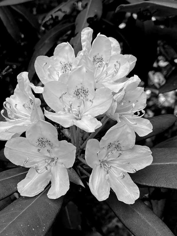 07-01 Rhododendron i8483