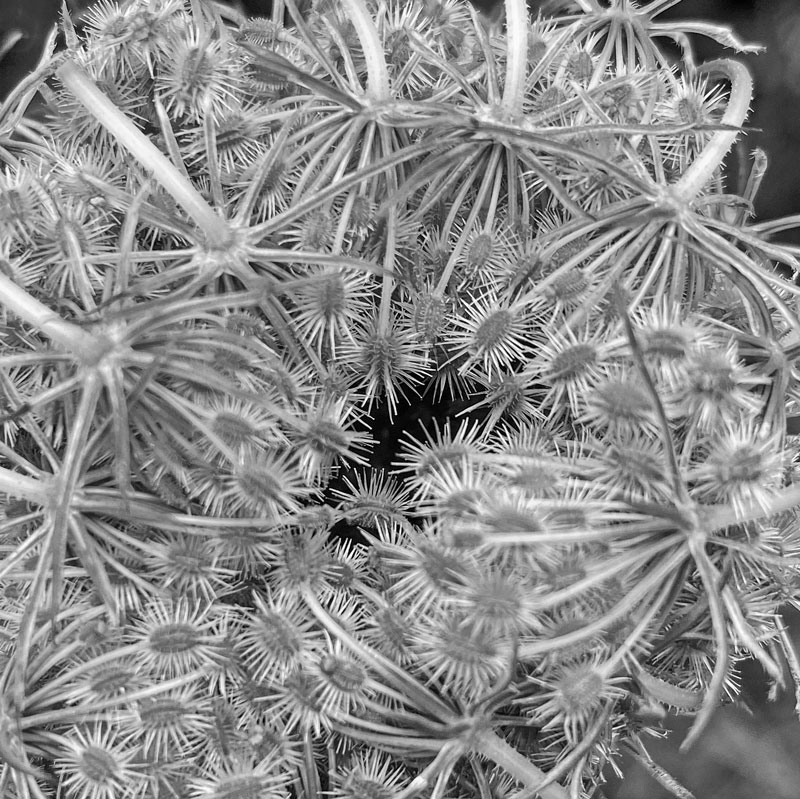 07-07 Queen Anne's Lace i8934