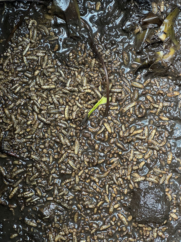 08-06 Black soldier fly larvae in compost bin i9719