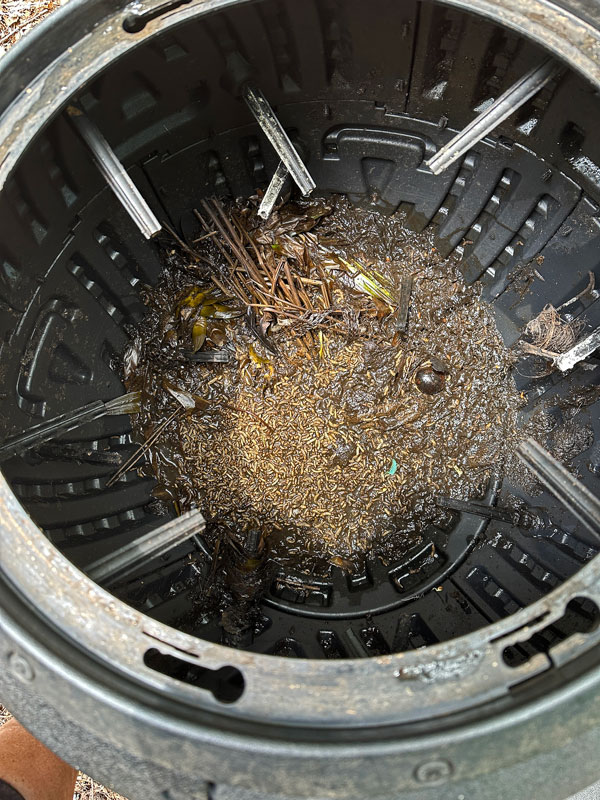08-05 Black soldier flies in a compost bin making short work of things i9716