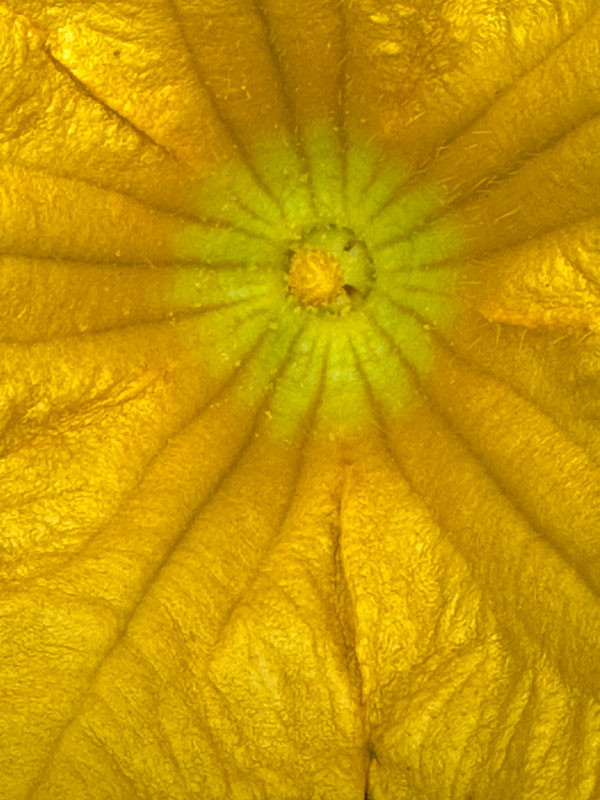 08-20 Gourd flower i0094