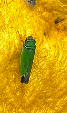 08-20 Leafhopper on gourd flower i0086