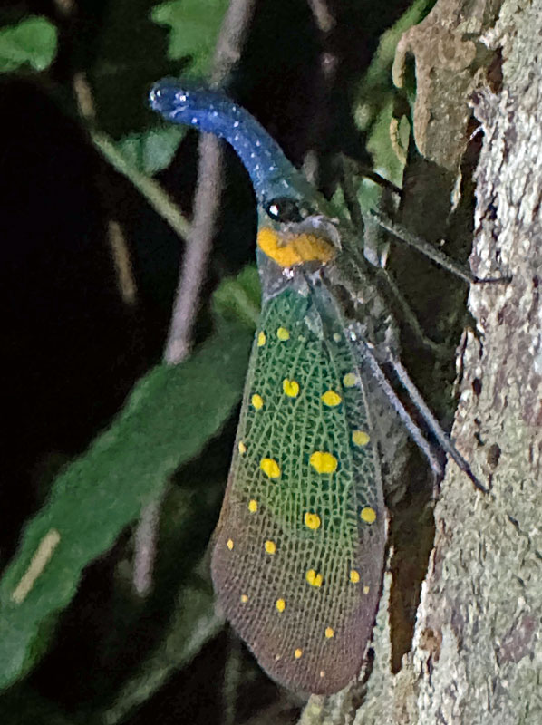 08-25 An Asian lanternfly - Pyrops whiteheadi i0459cr