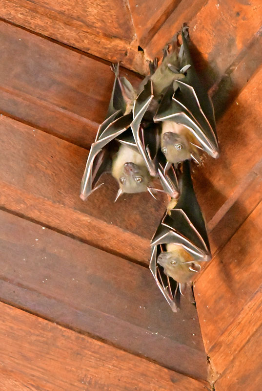 08-31 Probably the lesser short-nosed fruit bat - Cynopterus brachyotis 8337hc
