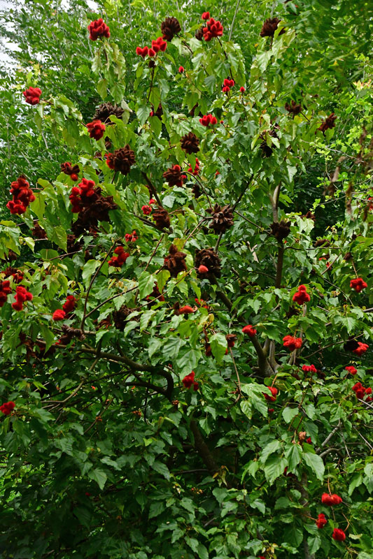 Rambutan tree - India-2-1417