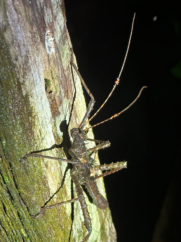 Walkingsticks or stick insects - The Phasmatodea