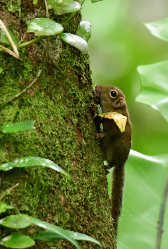 09-01 Least or plain pygmy squirrel 8414
