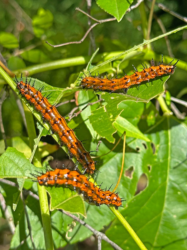 09-18 Season's end Gulf fritilary caterpillars i2313
