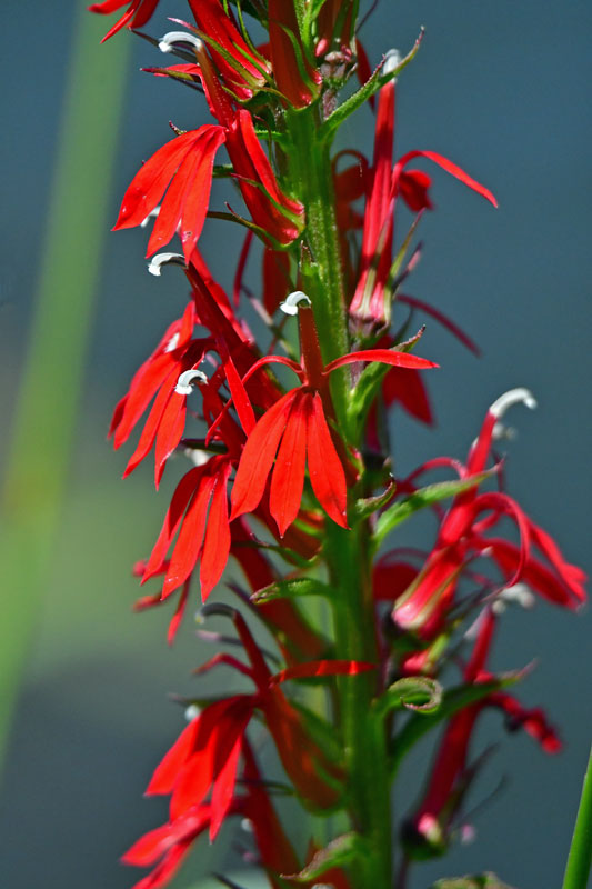 07-24 Cardinal flower 3448