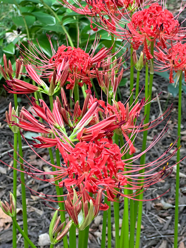 09-20 Red lady lily, aka red spider lily i2342
