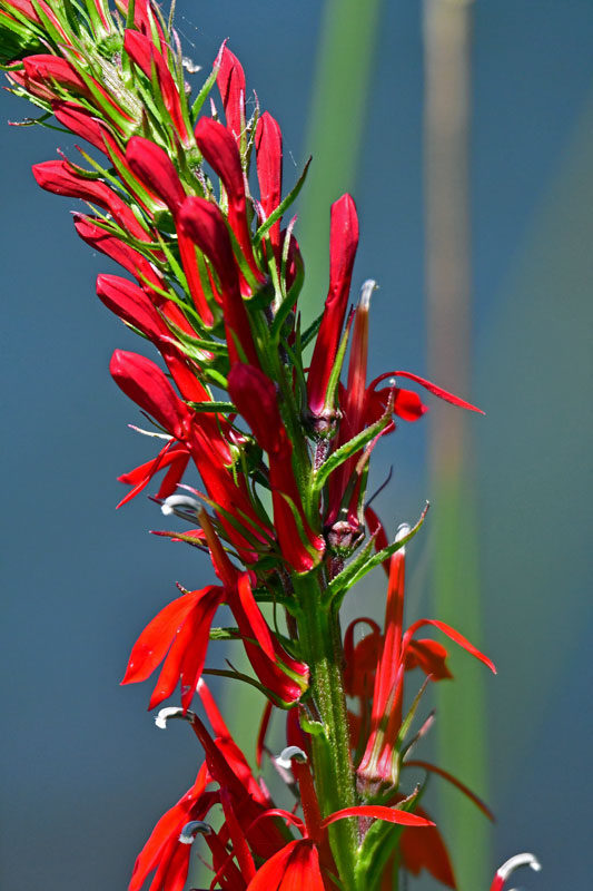 07-24 Cardinal flower 3449