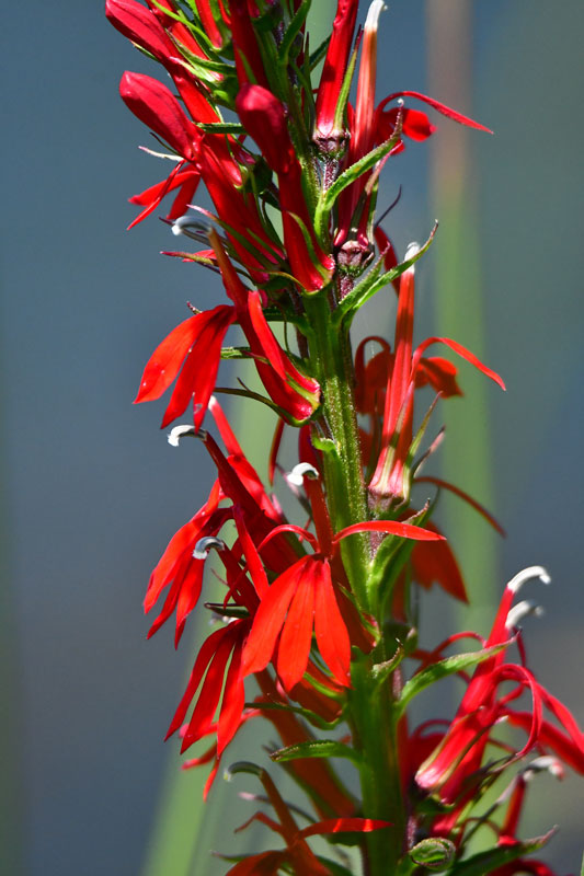 07-24 Cardinal flower 3451