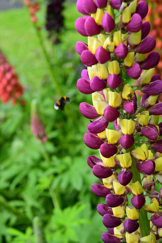 06-11 Lupine and one of the white-tailed bumblebees 4878
