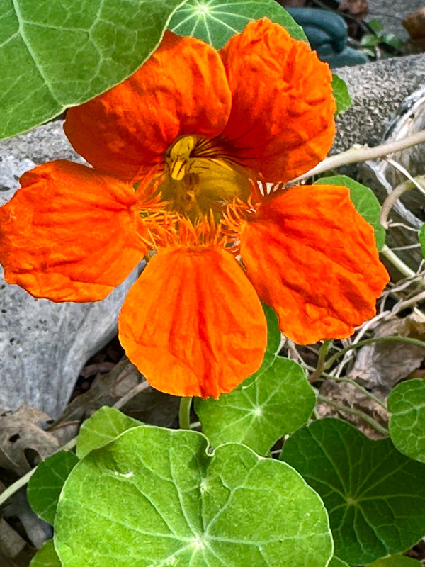 09-26 Nasturtium i2513