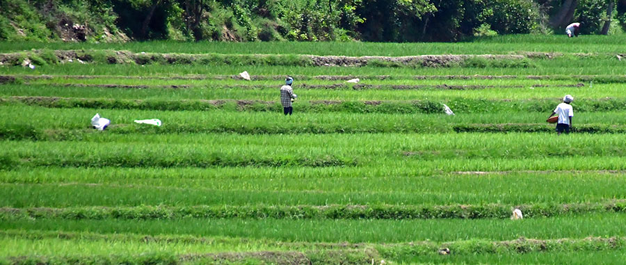 Working in the rice paddies - India-2-1501vhcr