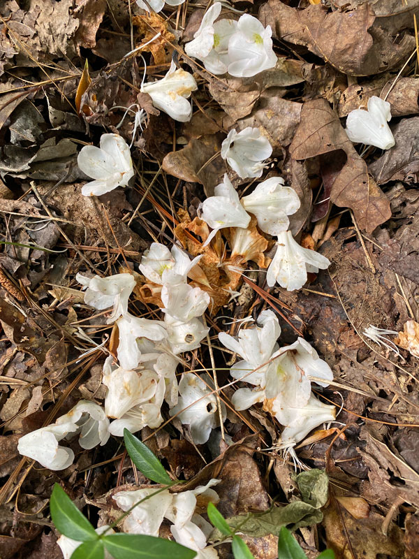 06-28 Fallen rhododendron flowers i1381