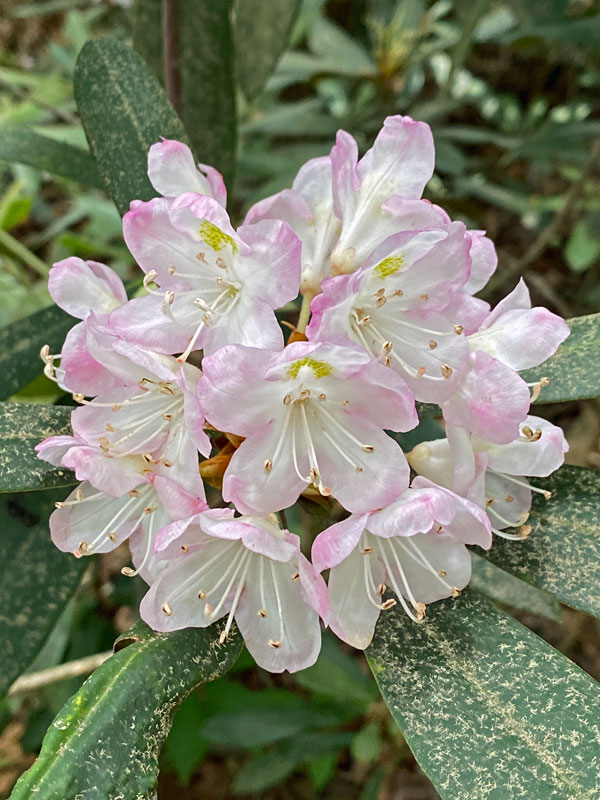 06-28 Rhododendron i1389