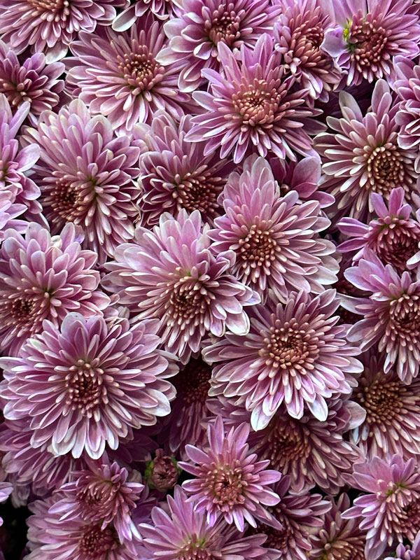 10-06 Chrysanthemums i2658