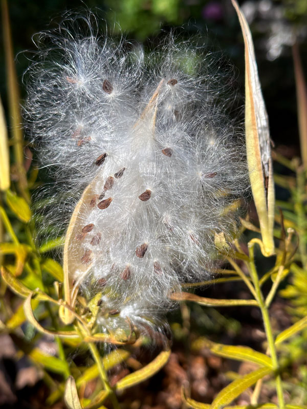 10-24 Butterfly milkweed i3035