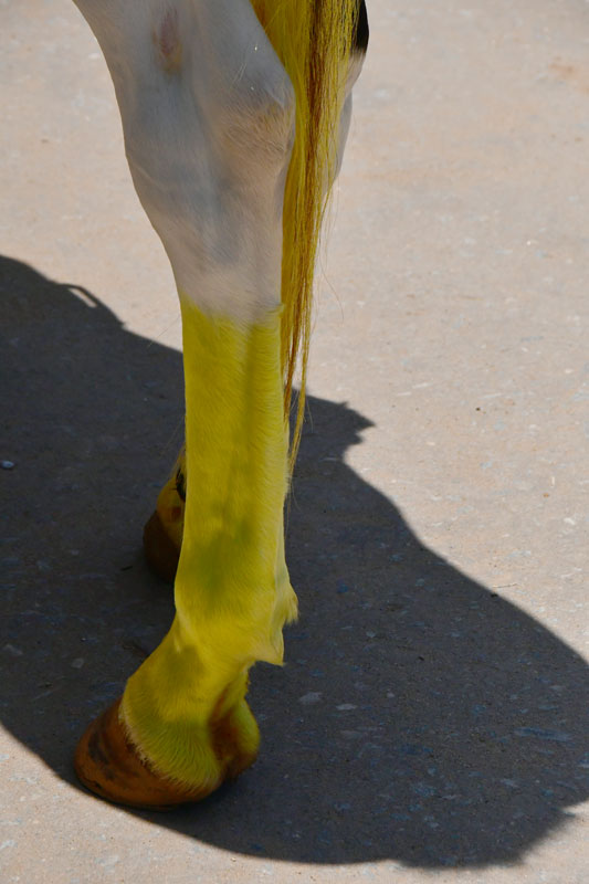 Yellow legs - India-2-1570